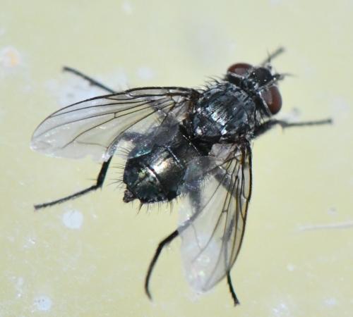 Réf. 347 354 : Phyto melanocephala